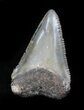 Serrated, Fossil Great White Shark Tooth - Florida #34774-1